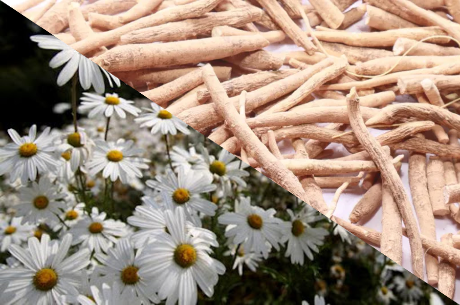 ASC 복합물 (체지방감소)