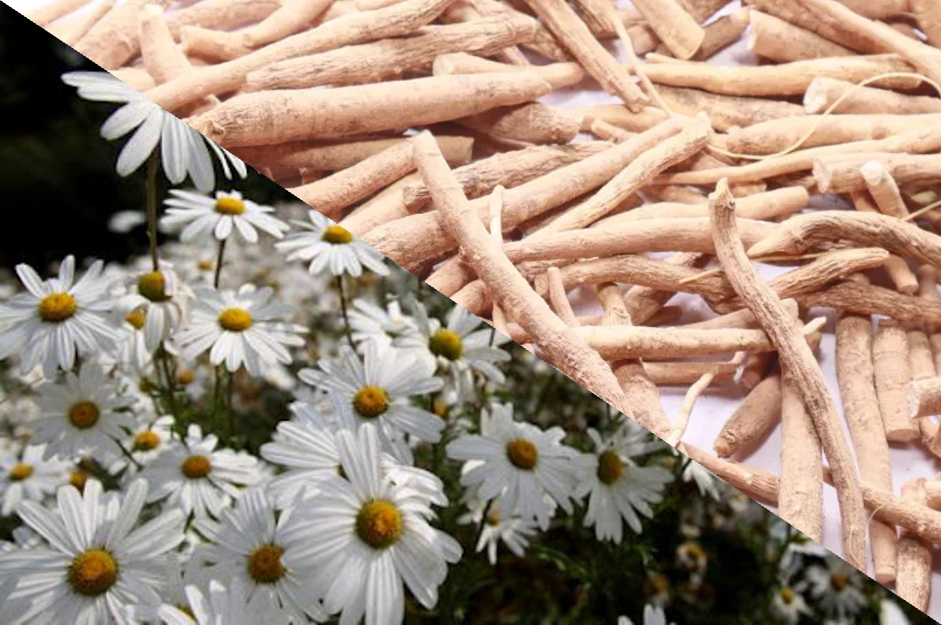 ASC 복합물 (운동수행능력 증진)