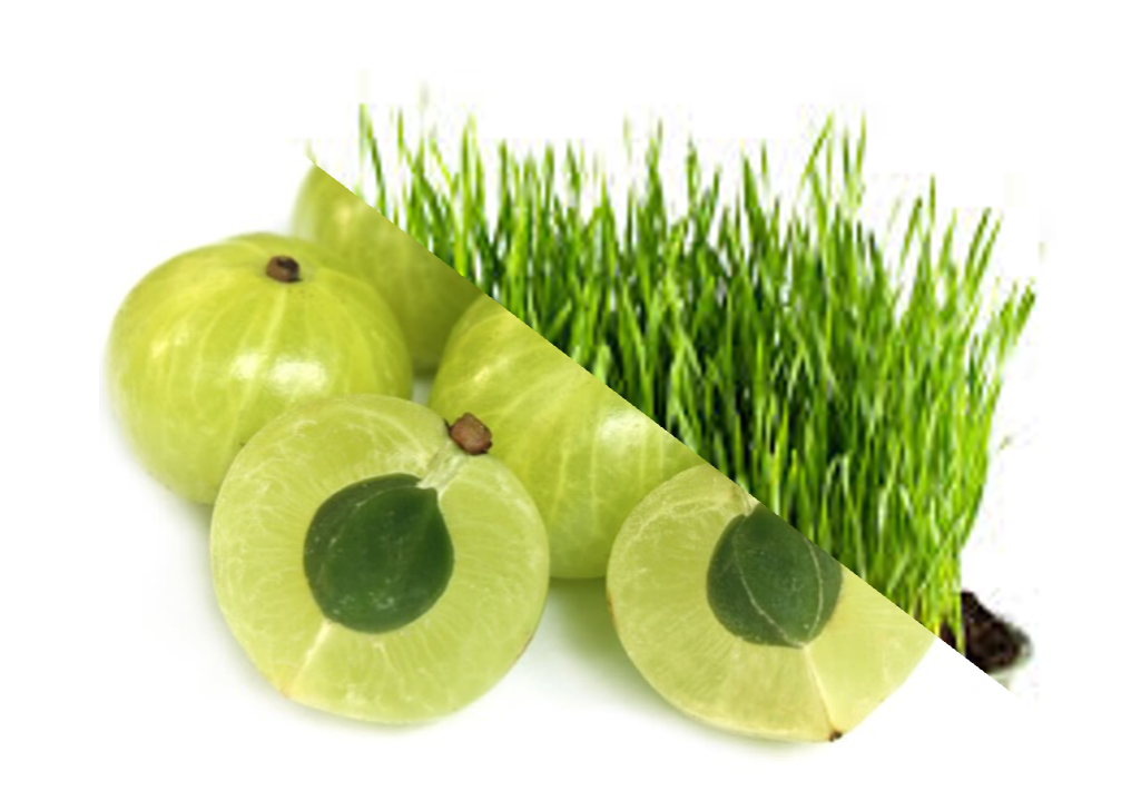 IB 복합물 (체지방감소)