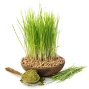 유기농새싹보리착즙분말